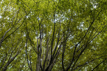 dense thin branches in the park filled with green foliage