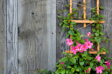 Naklejka na ściany i meble Beautiful Pink Flowers on a Weathered Grey Barn Wall