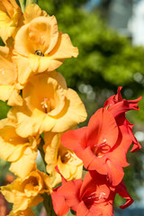 orange and red delphinium flowers blooming under the sun with blurry green background