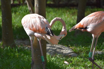tropical island pink flamingos