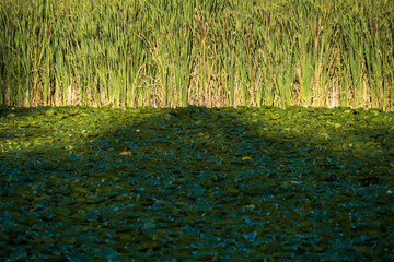 pond inside park filled with green leaves by the tall green grasses under the setting sunlight 