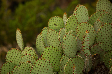 Closeup of a cactus plant in the desert