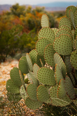 Closeup of a cactus plant in the desert