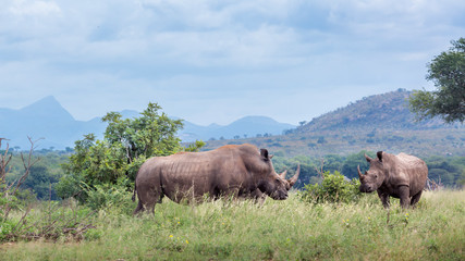 Southern white rhinoceros in Kruger National park, South Africa