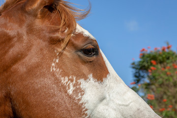 Close up portrait of a brown and white horse