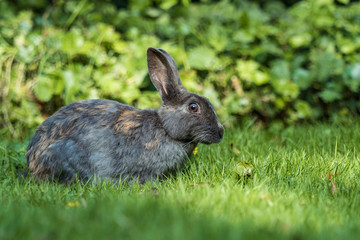 one cute grey rabbit laying on the green grasses chewing a piece of grass in the mouth