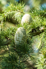 Fototapeta na wymiar big green pine cones grown on the pine tree under the sun in the park