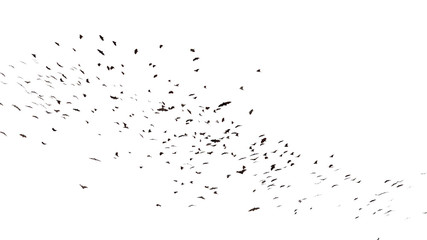 large group of flying foxes, mega bats isolated on white background - obrazy, fototapety, plakaty