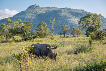Fototapeta premium Southern white rhinoceros in Kruger National park, South Africa