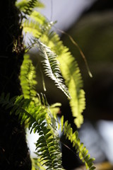 Fern plant in the botanical garden