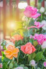 Fototapeta premium Rose and warm light in garden background , beautiful moments of love and happy life.