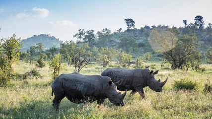 Southern white rhinoceros in Kruger National park, South Africa