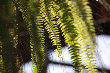 Fern plant in the botanical garden