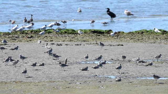 HD Video of many sandpipers, terns, cormorants and gulls foraging for food in the shallow coastal waters and along shore. 