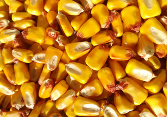 Ripe corn kernels. A product recently harvested. Yellow corns as background. Ripe and harvested. Grain vegetable pattern. Product closely. Cereal texture. Food. Agricultural product of the EU.