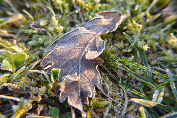 Grass Detail Frost Ice Nature Leaf Green Moss