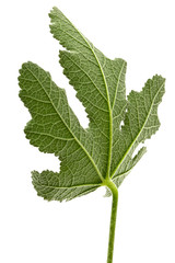 Green leaf of mallow, isolated on white background