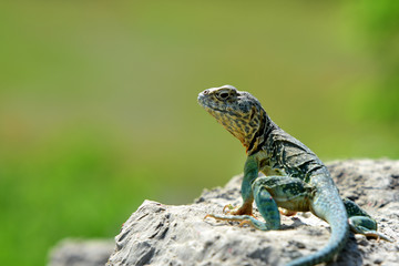 Crotaphytus collaris