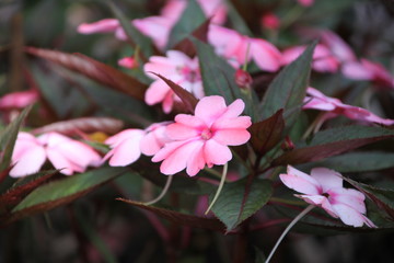 pink flowers