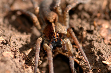  Lycosidae