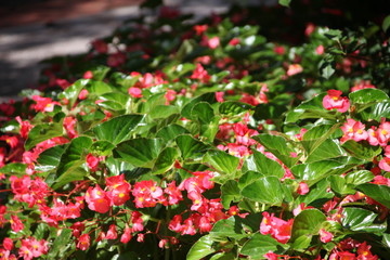 Fototapeta na wymiar red berries in the garden