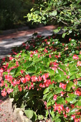 flowers in the garden