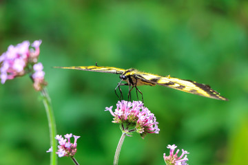 Butterfly sitting on a flower