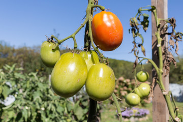 Tomatoes on a bush, homemade green tomatoes