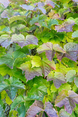 Background of autumn leaves. Green, yellow, red.