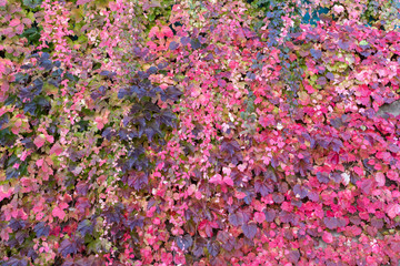 Background of autumn leaves. Green, yellow, red.