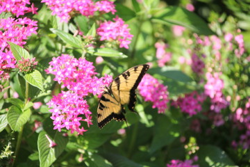 butterfly on flower