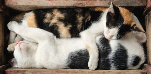 A cat sleeping in a hug