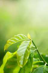 Tree of coffee green color and copy space