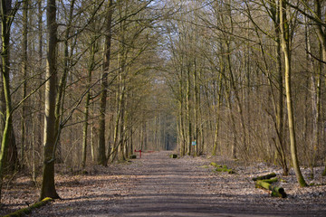 Forest Way Cloudy Clouds Foliage Autumn Forest Trail