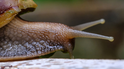 Big snail in shell crawling on road, summer day in garden, A common garden snail climbing on a stump, edible snail or escargot, is a species of large, edible, air-breathing land.