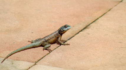 lagarto, Tropidurus sertanejo,  calango baiano