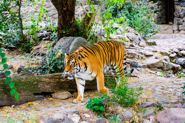 Naklejka na ściany i meble Big striped tiger (Panthera tigris) walking among the green vegetation