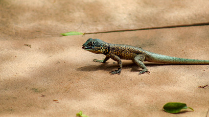 lagarto, Tropidurus sertanejo,  calango baiano