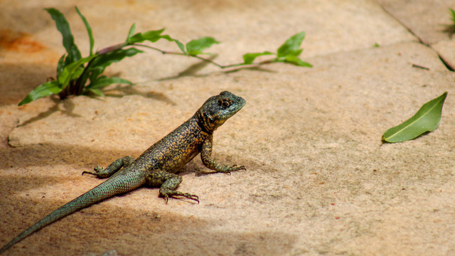 lagarto, calango baiano,  Tropidurus sertanejo