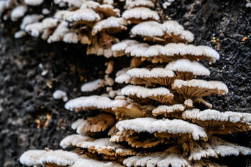 Unedged mushrooms growing on a tree trunk, on the trunk. Closeup on the tree was held in autumn tones. The picture shows peace and idyll of the forest.