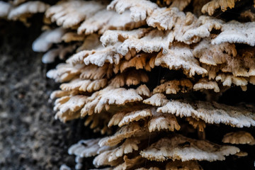 Unedged mushrooms growing on a tree trunk, on the trunk. Closeup on the tree was held in autumn tones. The picture shows peace and idyll of the forest.