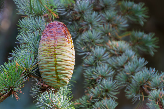Christmas background with Himalayan cedar or deodar cedar tree with cones and copy space for text