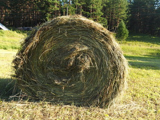 roll of hay in the forest, glade, closeup