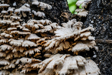 Unedged mushrooms growing on a tree trunk, on the trunk. Closeup on the tree was held in autumn tones. The picture shows peace and idyll of the forest.