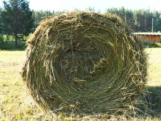 roll of hay in the forest, glade, closeup