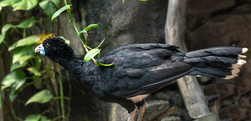 Blue and Grey Plumage on a Blue Bill Curassow