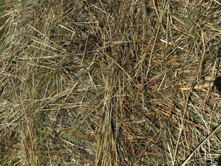 roll of hay in the forest, glade, closeup