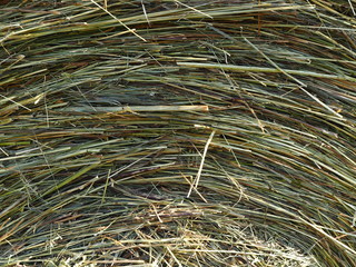 roll of hay in the forest, glade, closeup