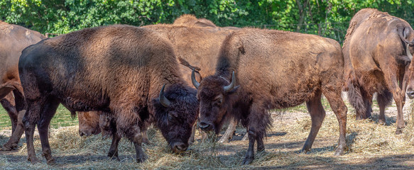 Brown Fur on a Small Herd of American Bison in a Field