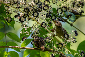 Earth Toned Plumage on a Pair of Sparrows Foraging on Berries